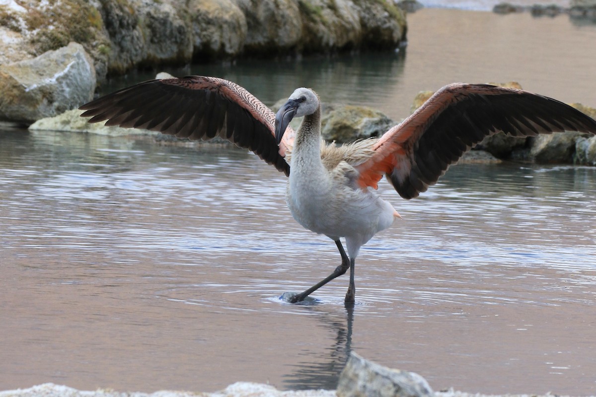 Andean Flamingo - ML121250281