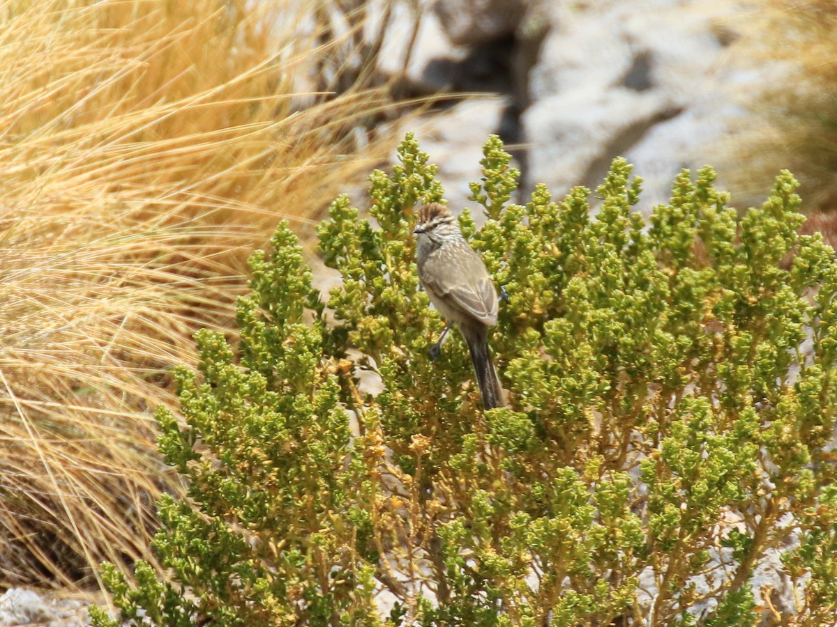 Streaked Tit-Spinetail - Denis Tétreault