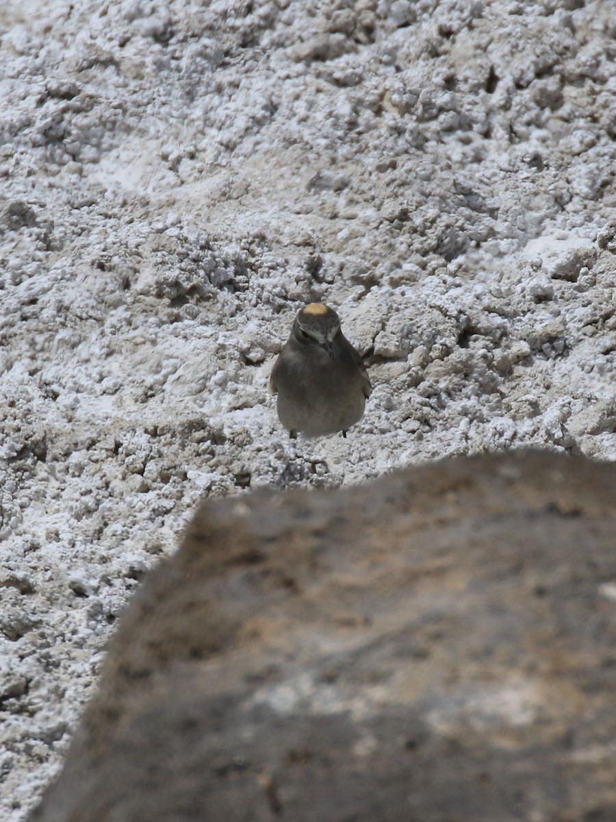 Ochre-naped Ground-Tyrant - ML121250751