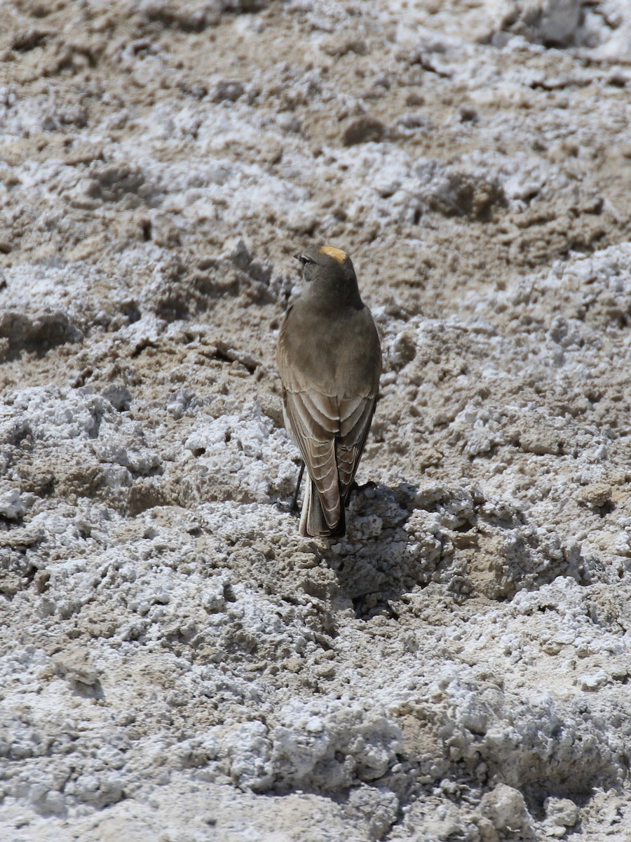 Ochre-naped Ground-Tyrant - ML121250761