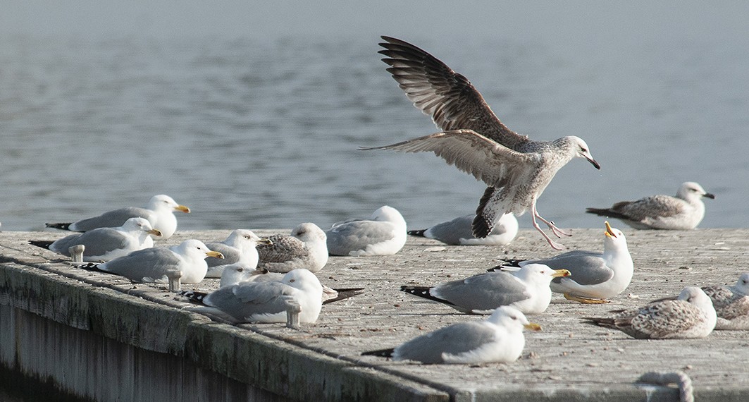 Caspian Gull - ML121250941