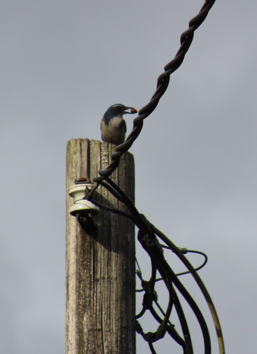 California Scrub-Jay - ML121251271