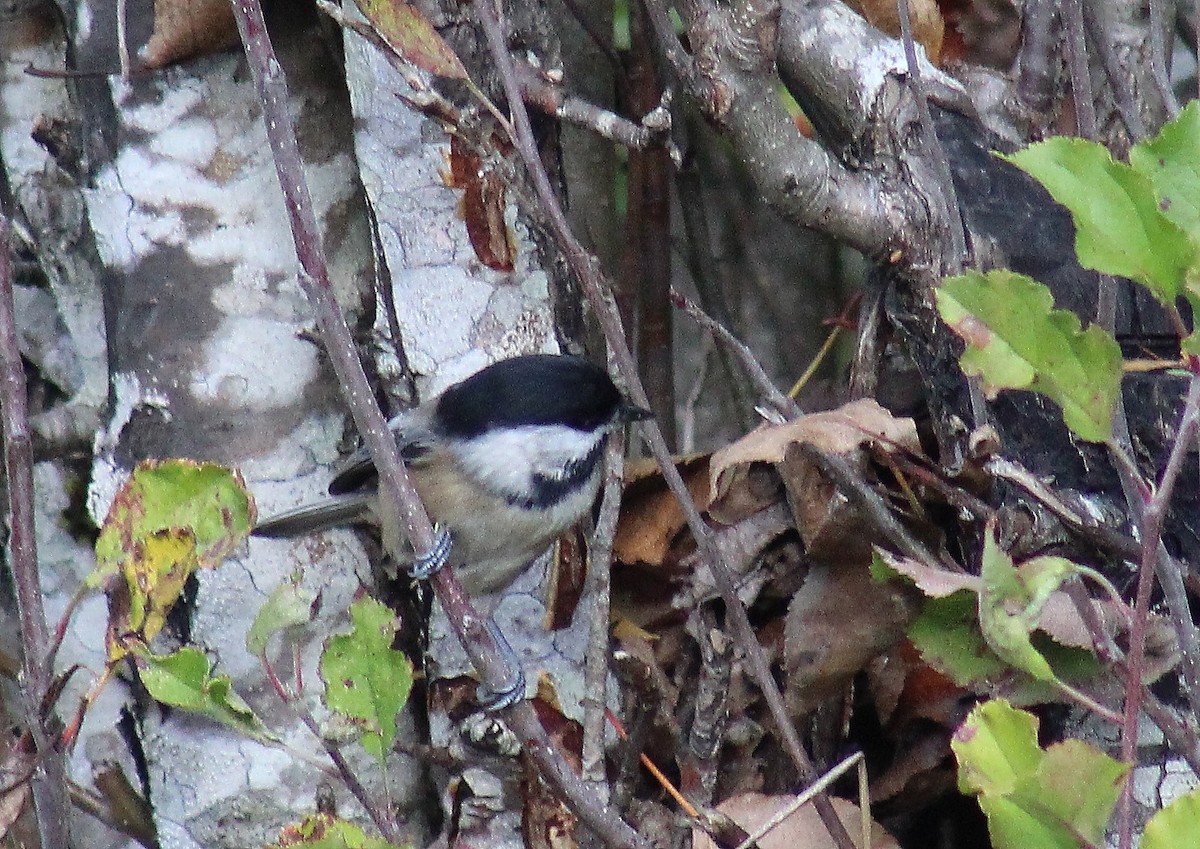 Black-capped Chickadee - ML121251331