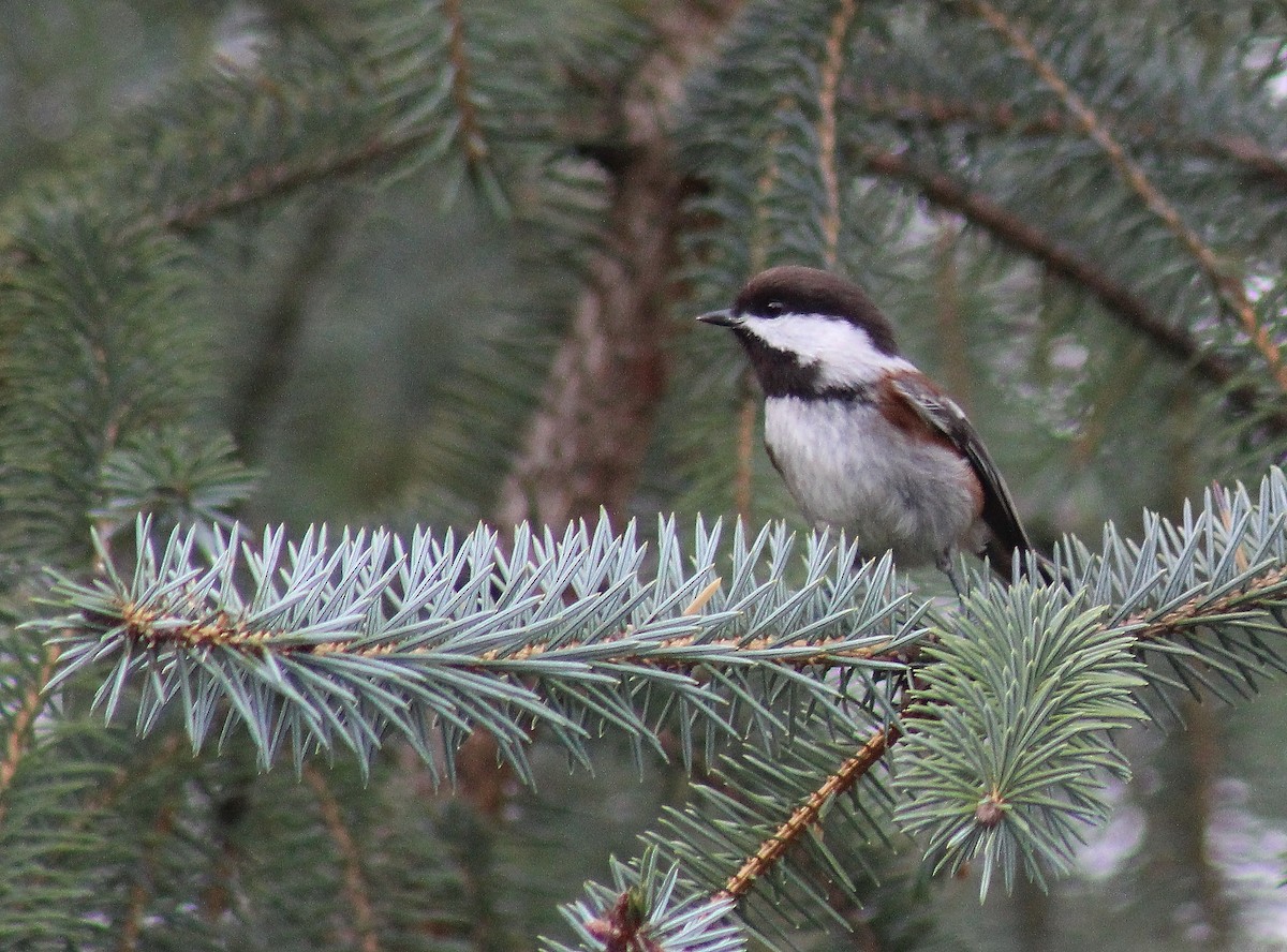 Chestnut-backed Chickadee - ML121251401