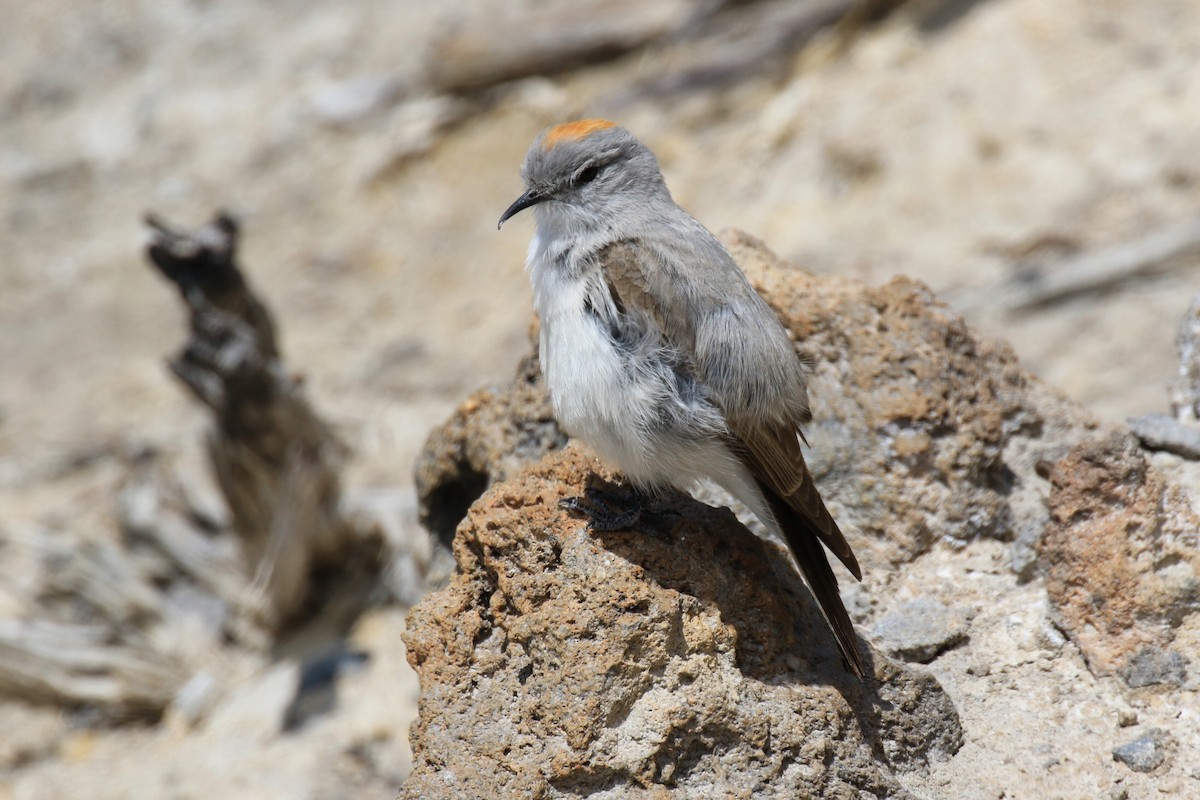 Rufous-naped Ground-Tyrant - ML121251971