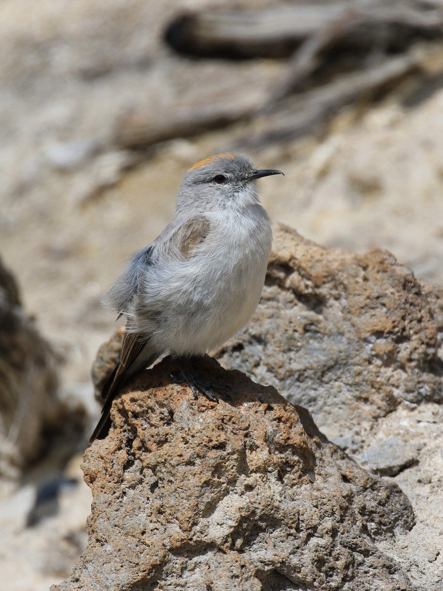 Rufous-naped Ground-Tyrant - ML121251981