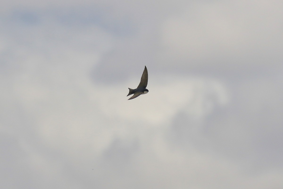 Blue-and-white Swallow - ML121252351