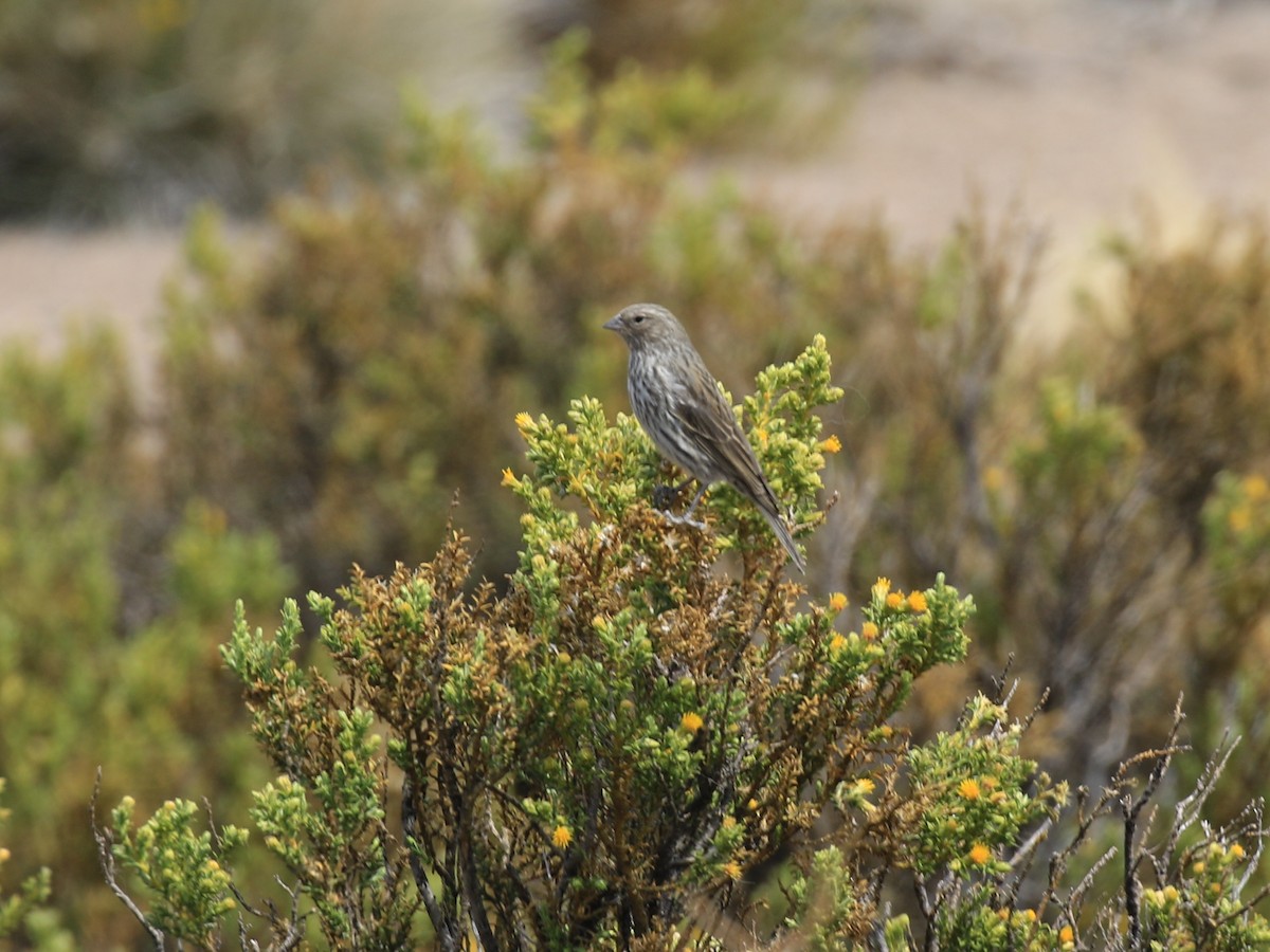 Ash-breasted Sierra Finch - ML121252471