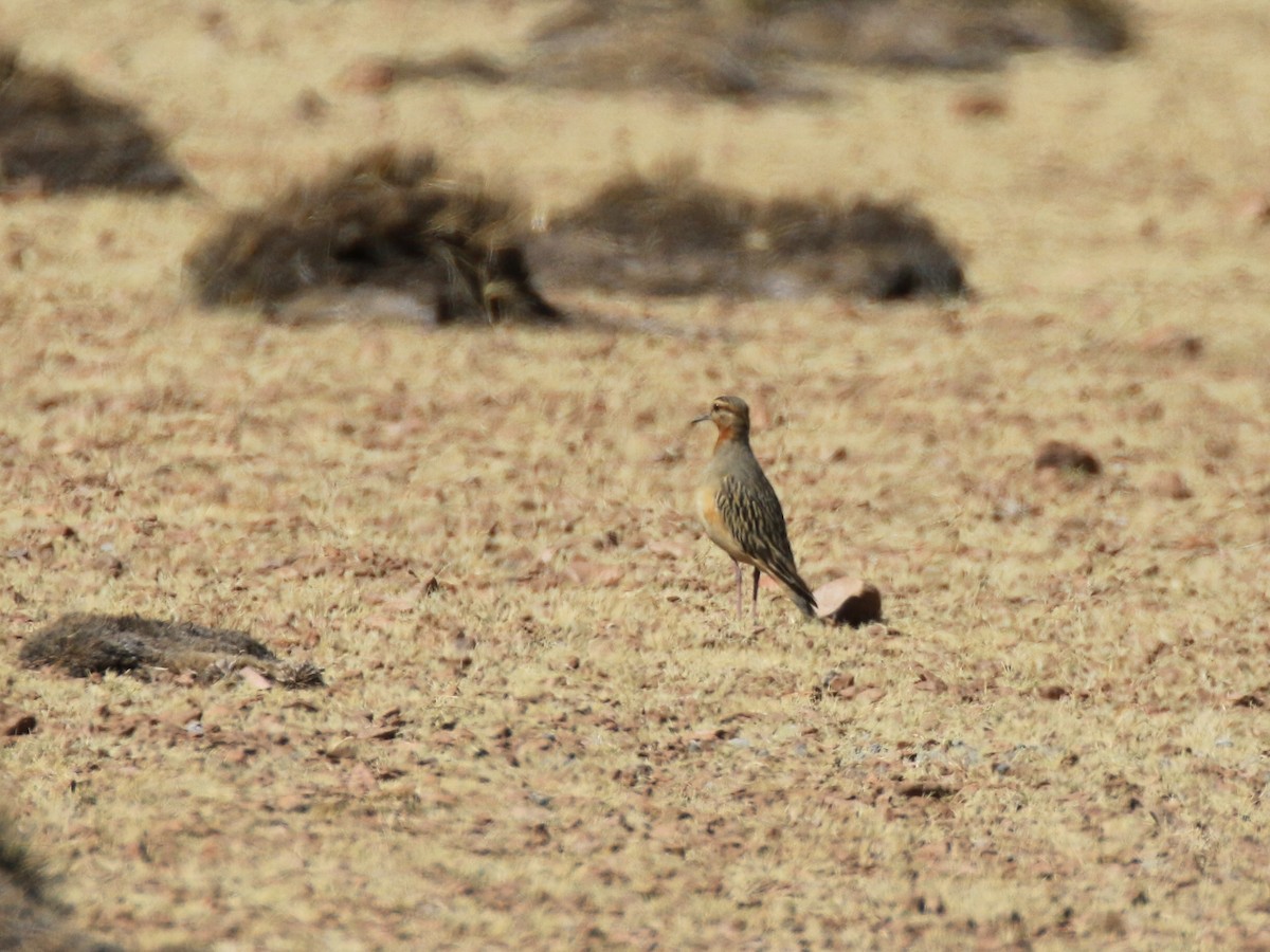 Tawny-throated Dotterel - ML121253311