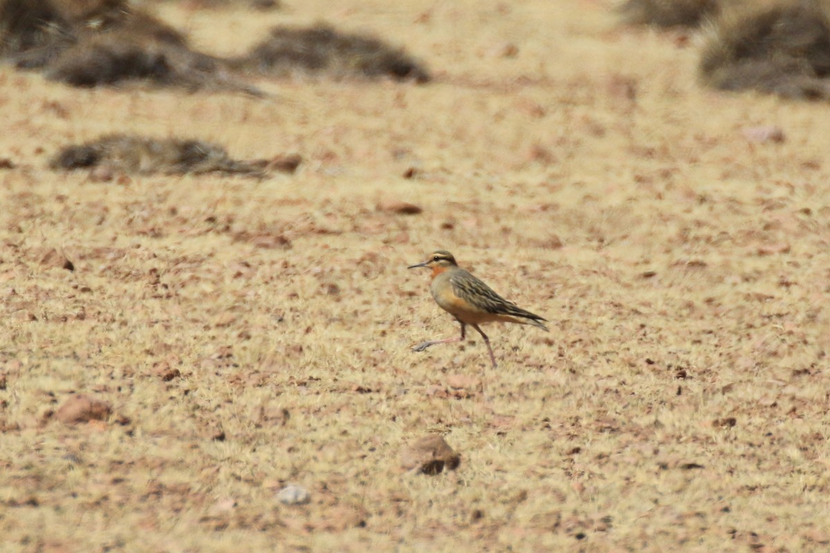 Tawny-throated Dotterel - ML121253331