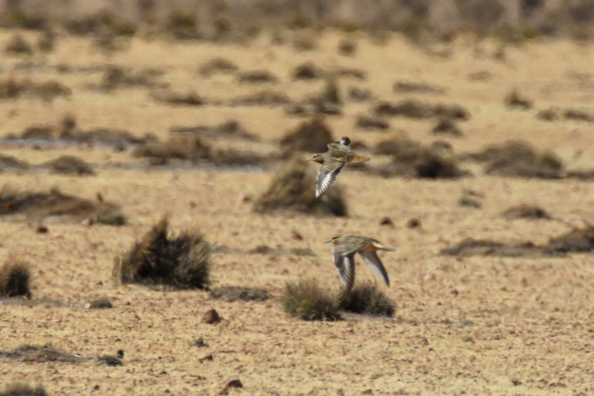 Tawny-throated Dotterel - ML121253341