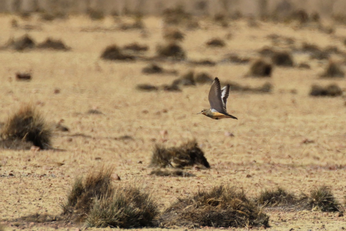 Tawny-throated Dotterel - ML121253351