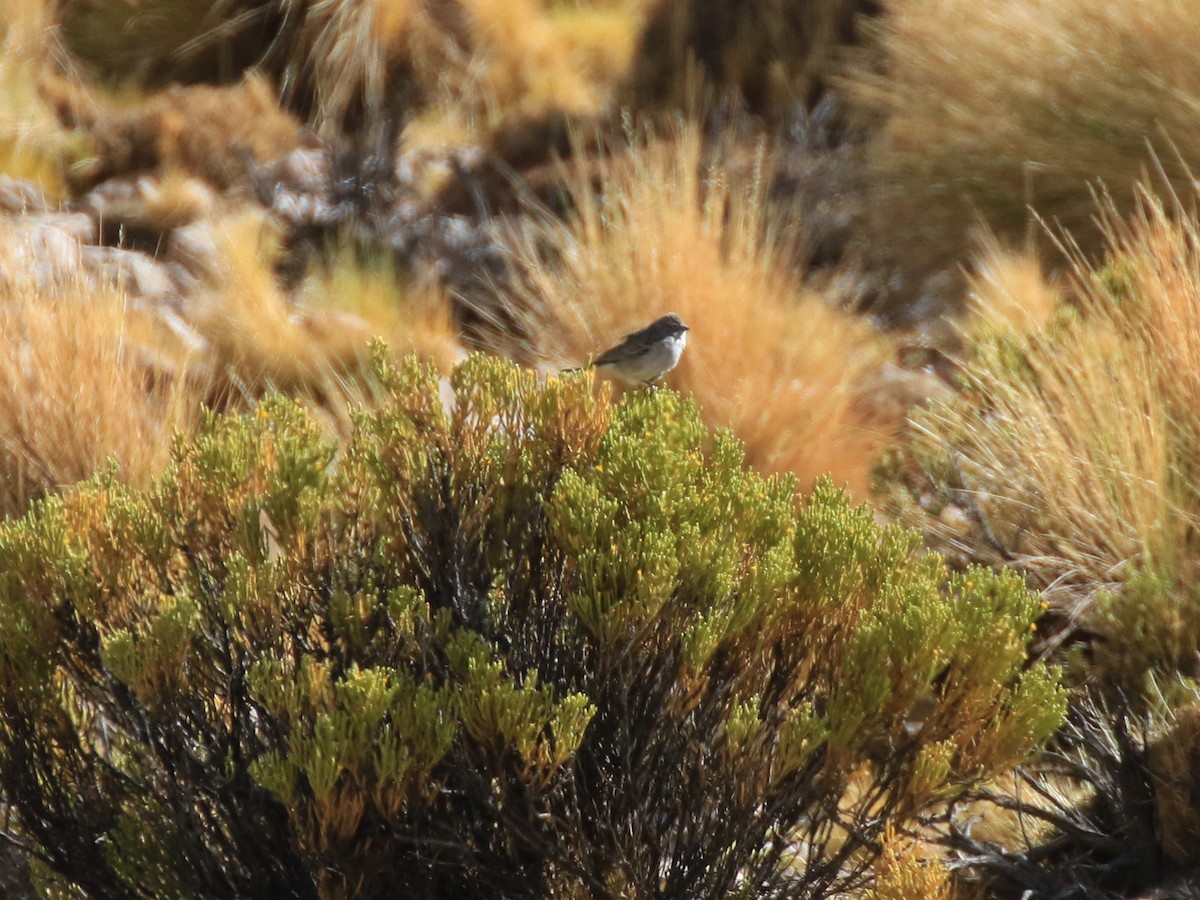 Ash-breasted Sierra Finch - ML121253481