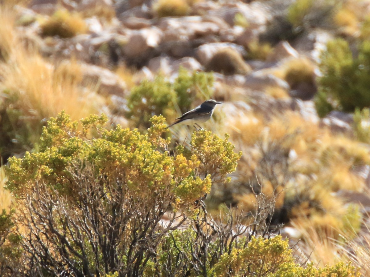 Rufous-naped Ground-Tyrant - ML121253651