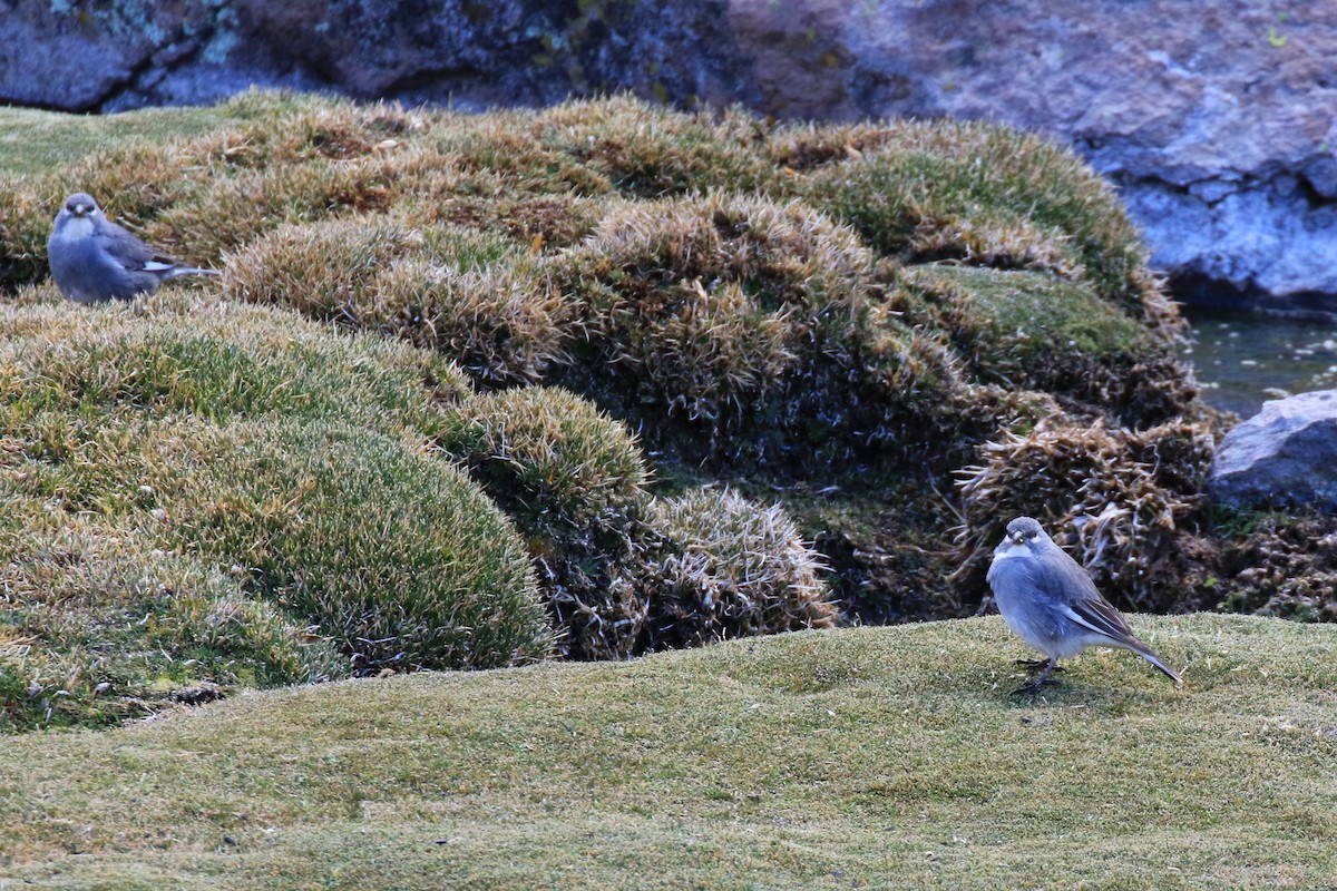 Idiopsar leucoptère - ML121253891