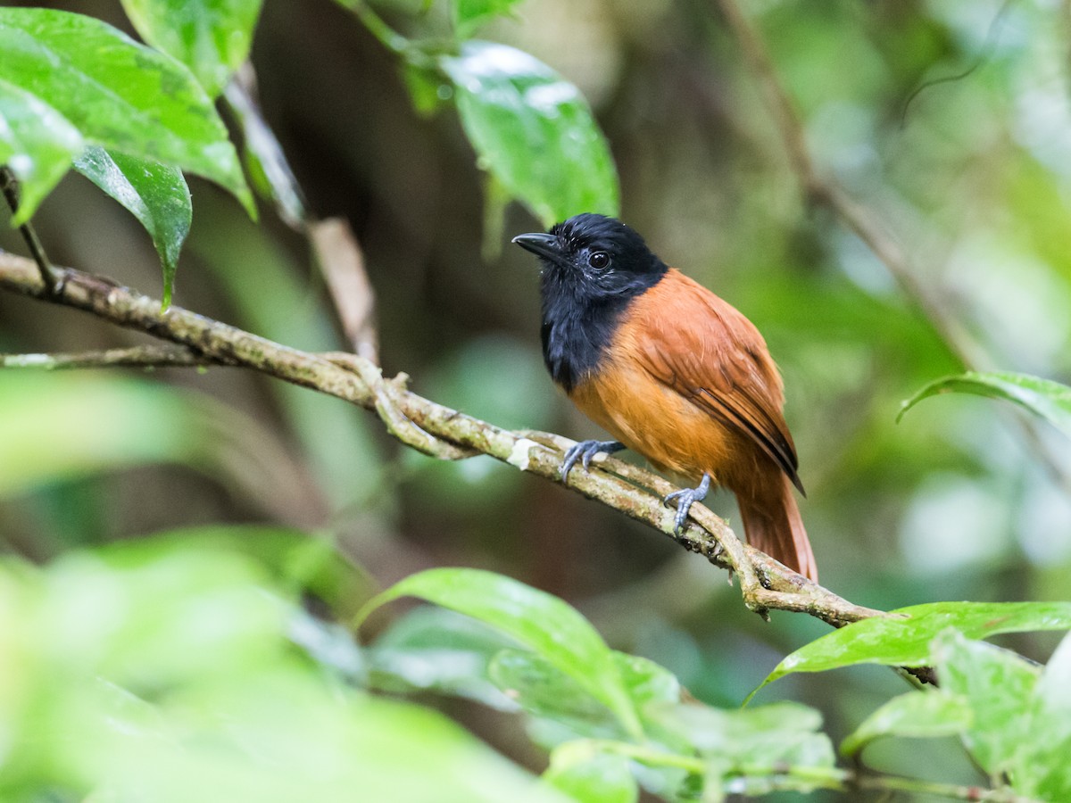 Cocha Antshrike - Nick Athanas