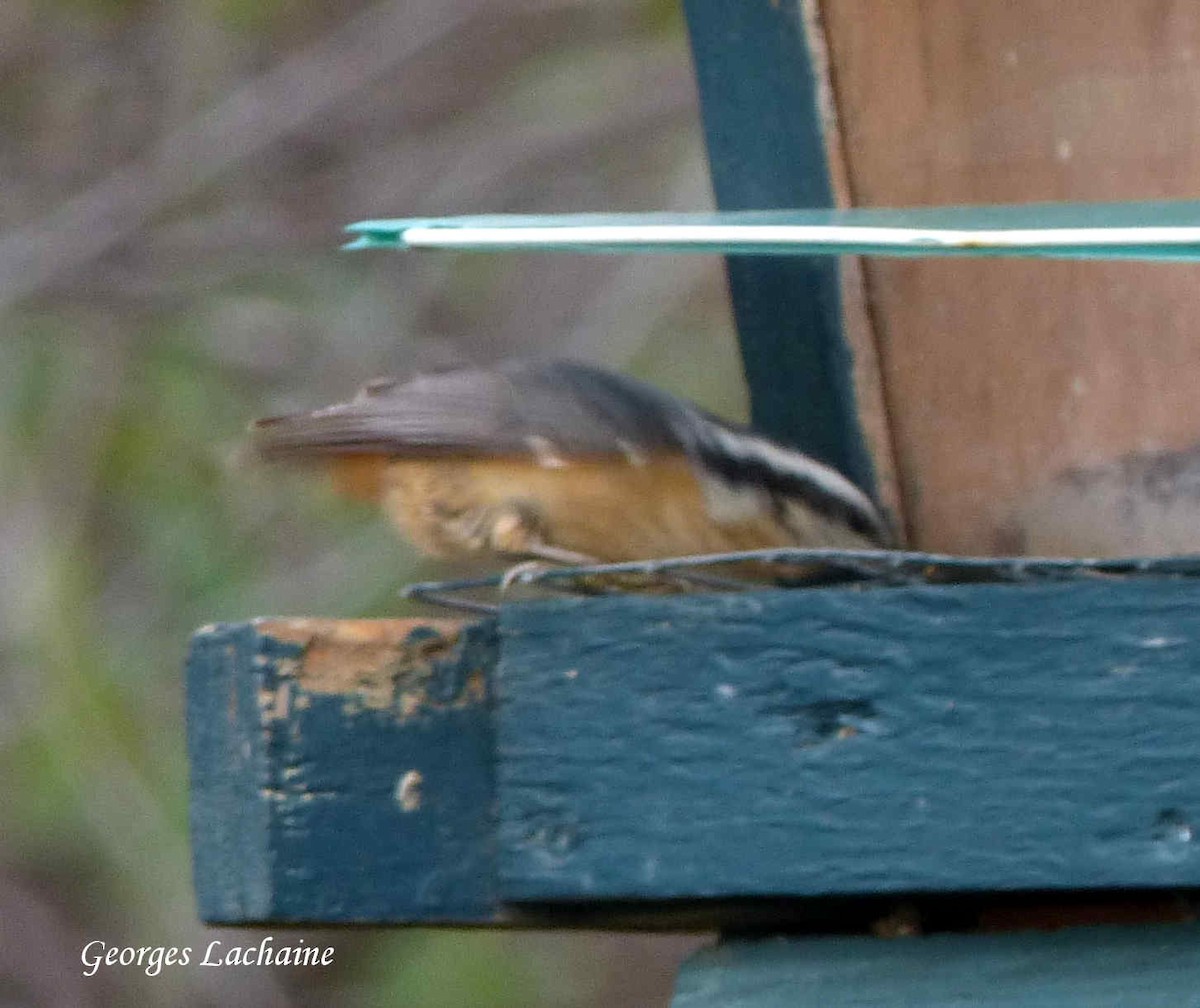 Red-breasted Nuthatch - ML121255241