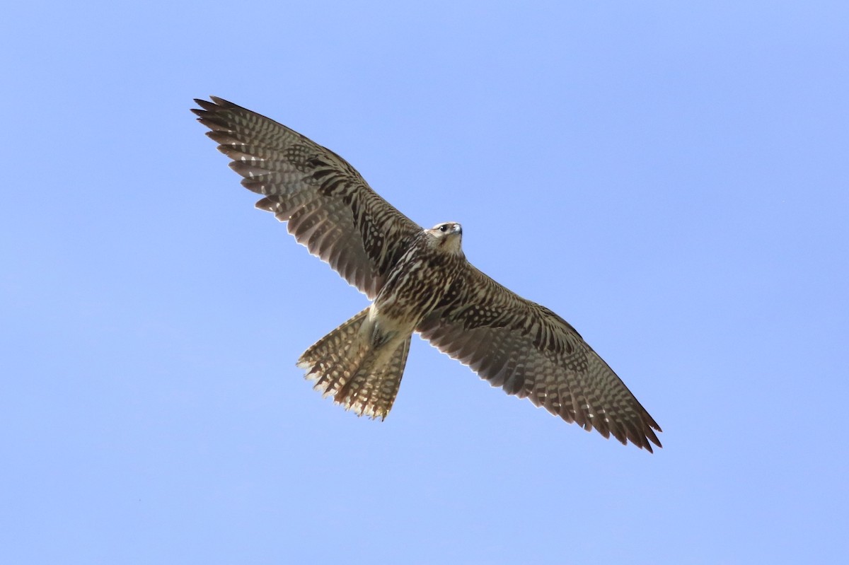 Saker Falcon - Johan Fagefors