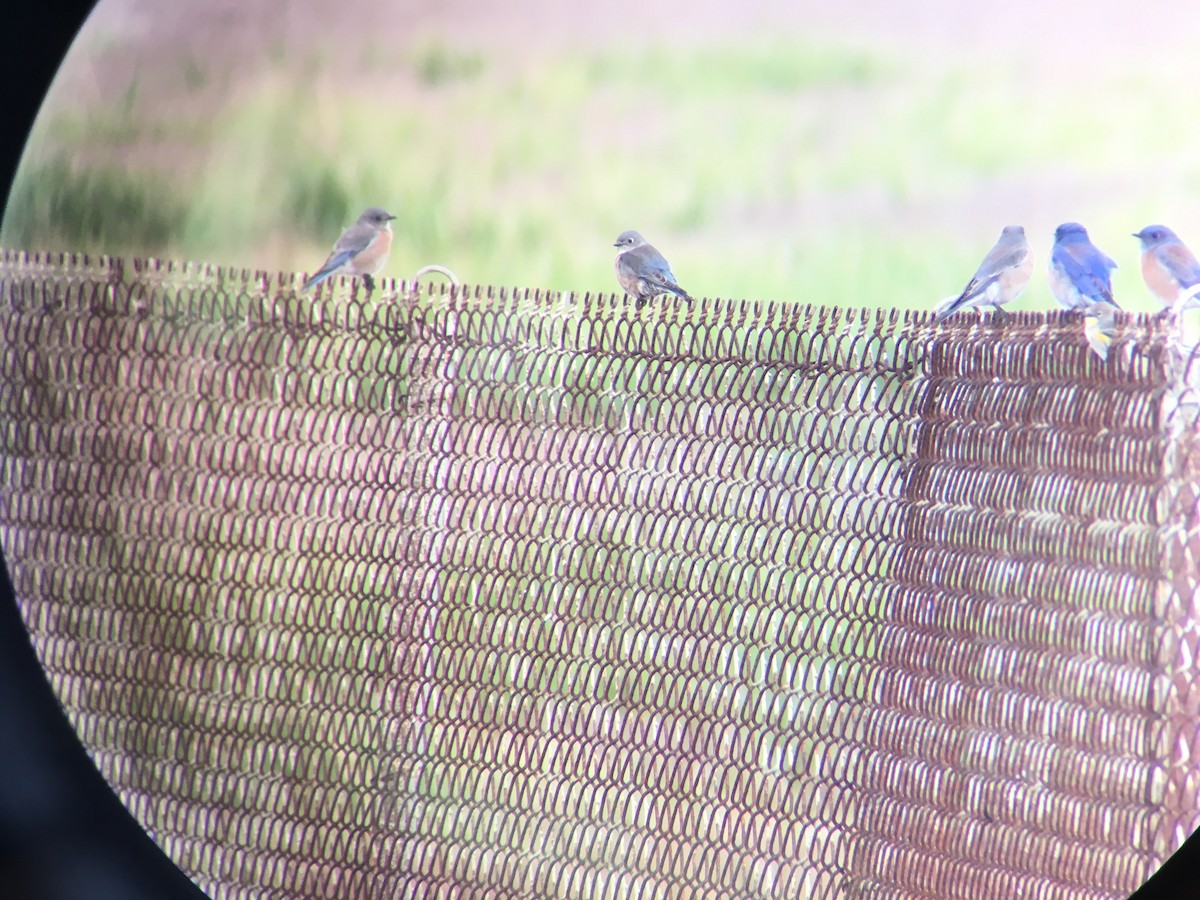 Western Bluebird - ML121260761