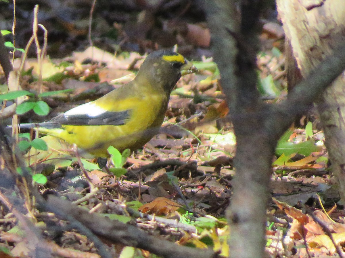 Evening Grosbeak - ML121261711