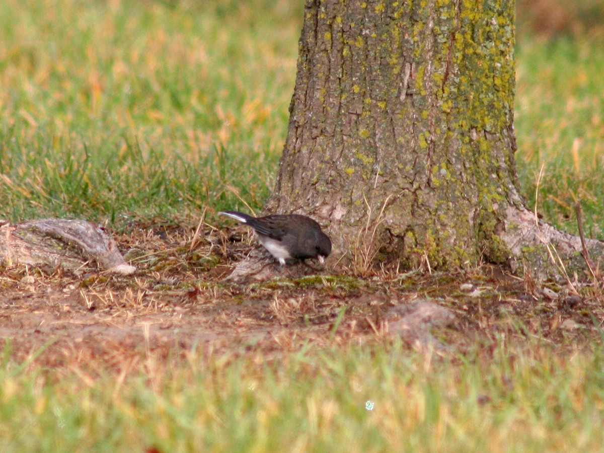 Dark-eyed Junco - ML121263081