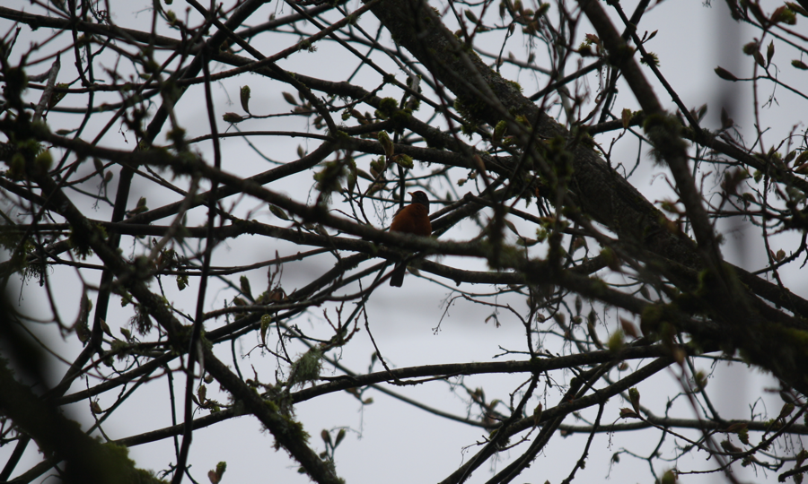 American Robin - ML121263541