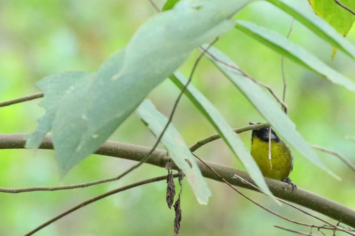 Santa Marta Brushfinch - ML121263911