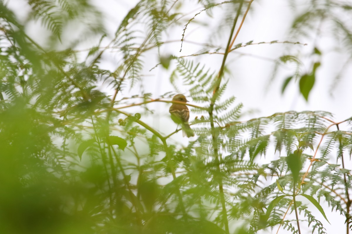 Cinnamon Flycatcher - Shawn Miller