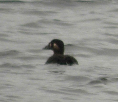 Surf Scoter - ML121264531