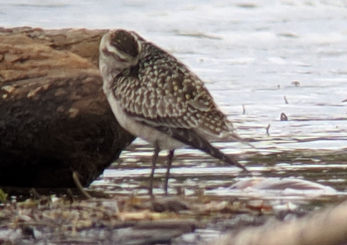 American Golden-Plover - Clem Nilan