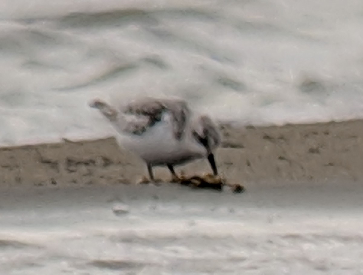 Sanderling - Clem Nilan