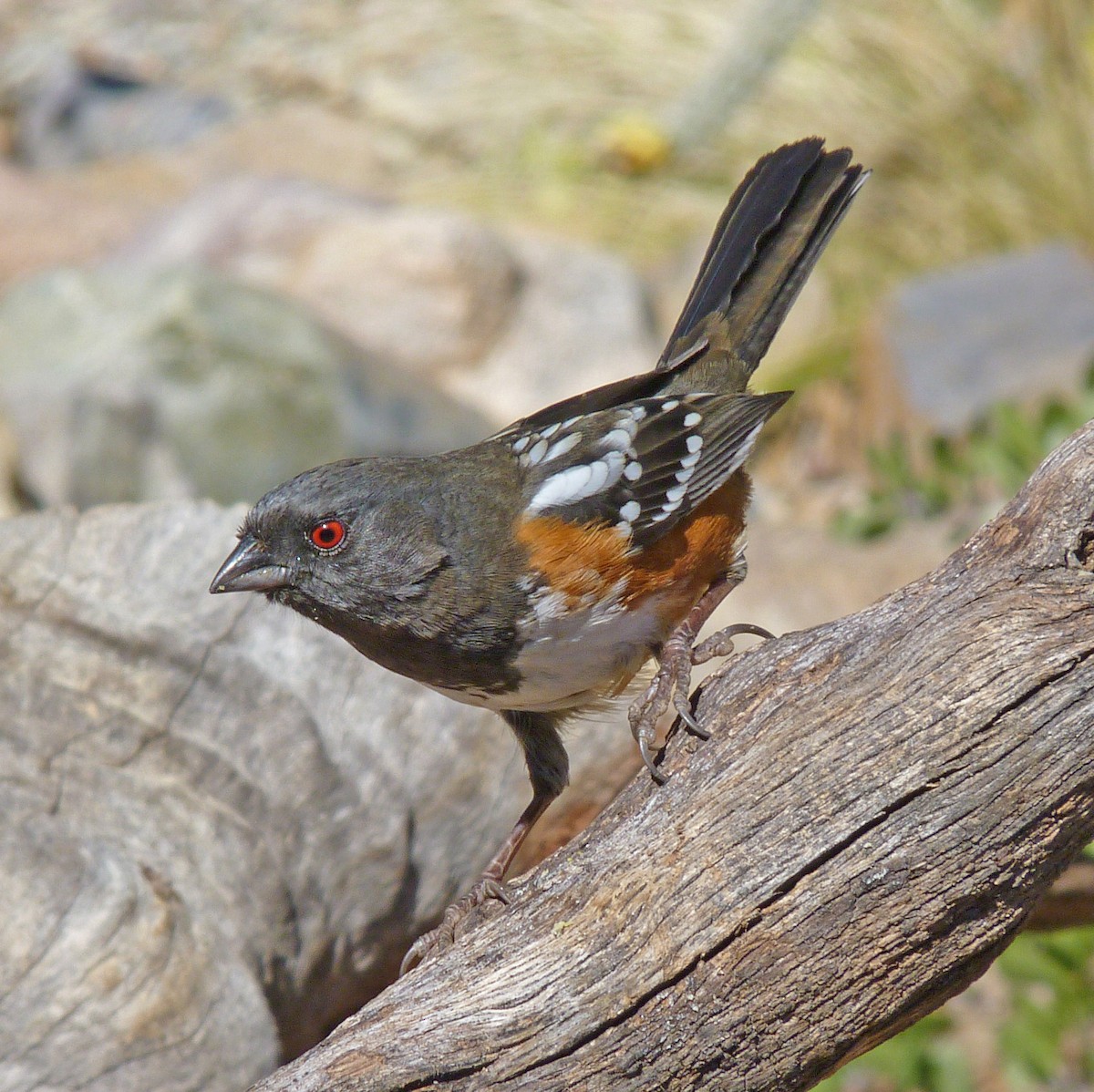 Spotted Towhee - ML121266671