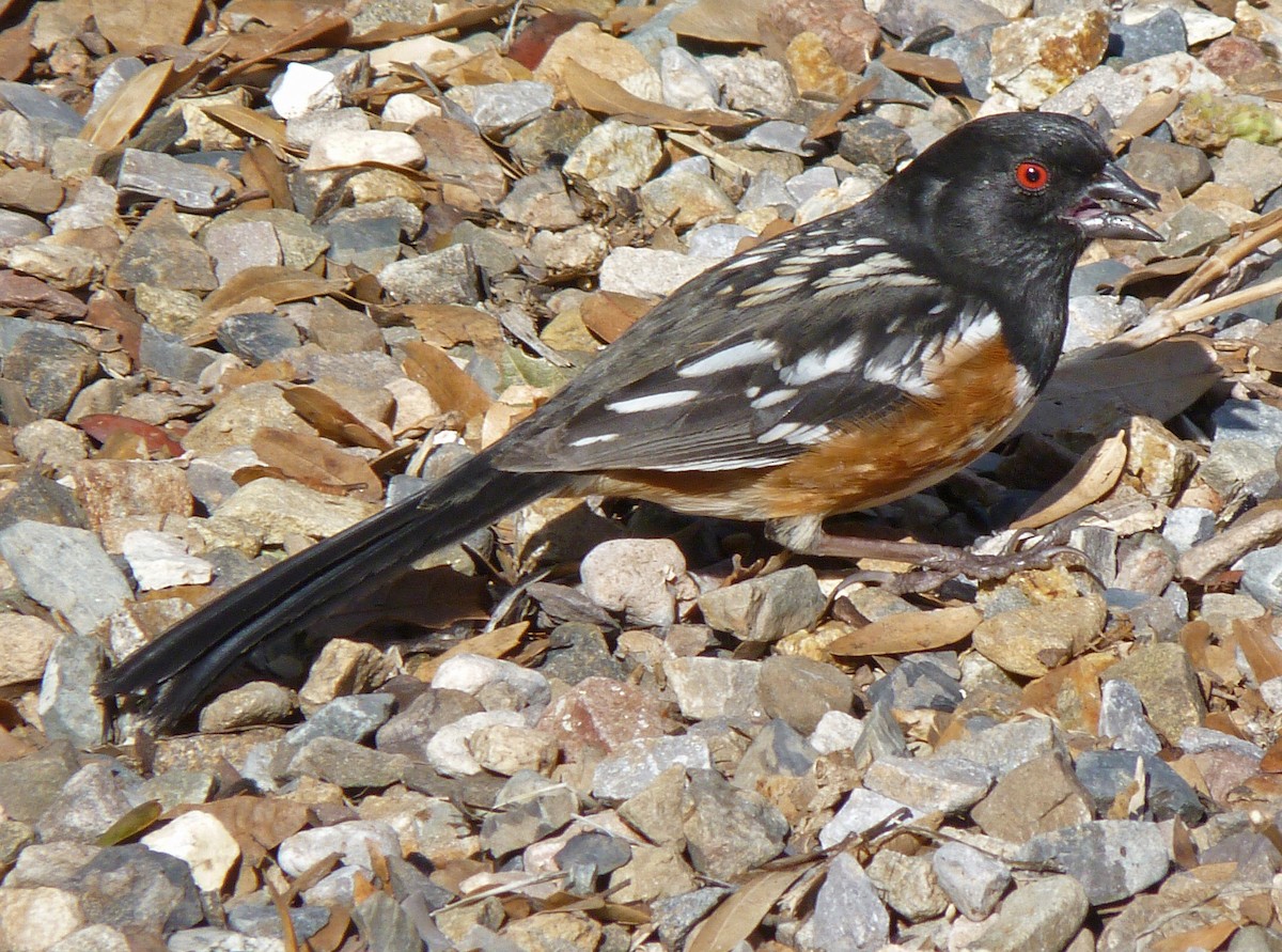Spotted Towhee - ML121266691