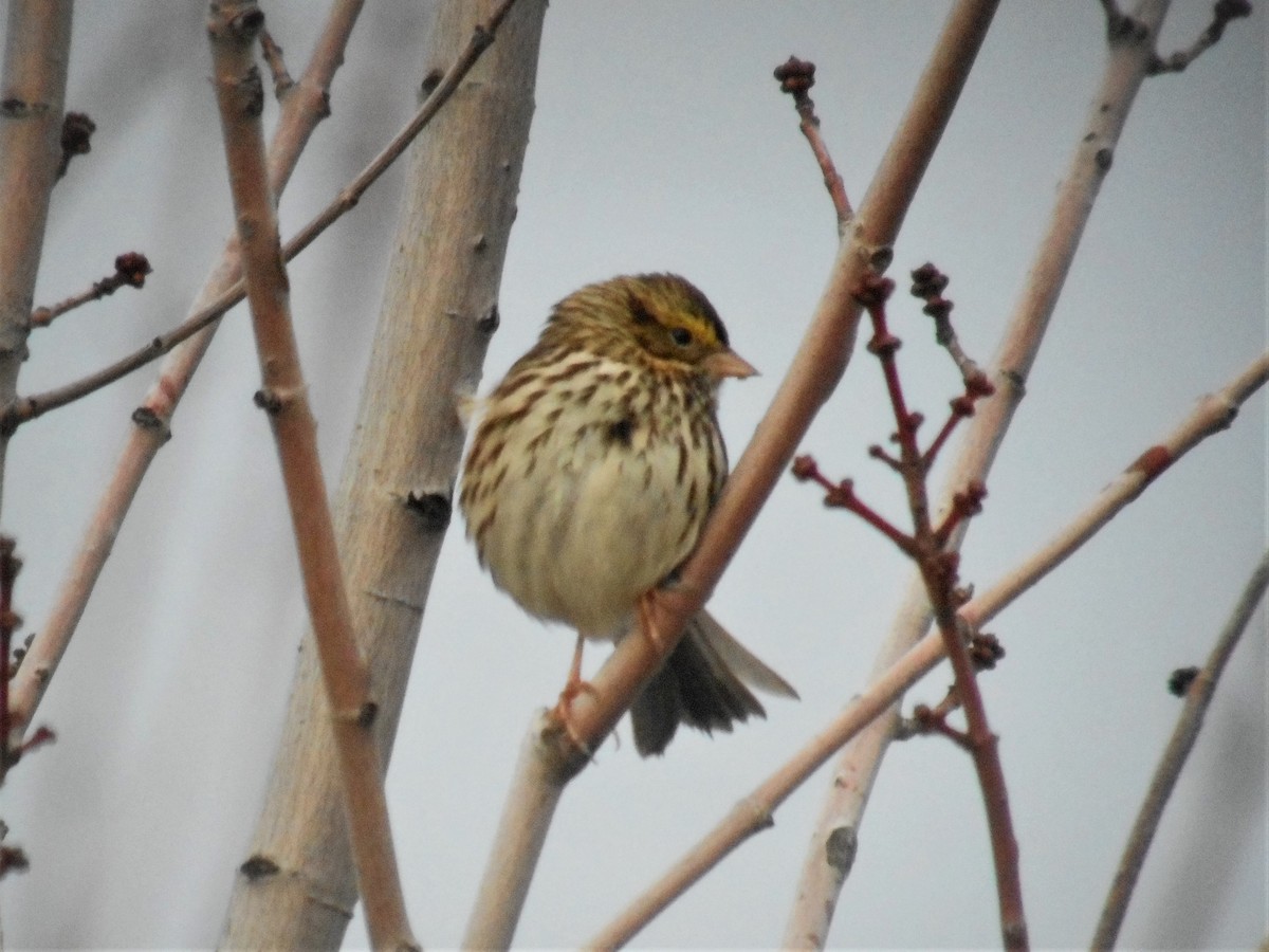 Savannah Sparrow - Gérard Cyr