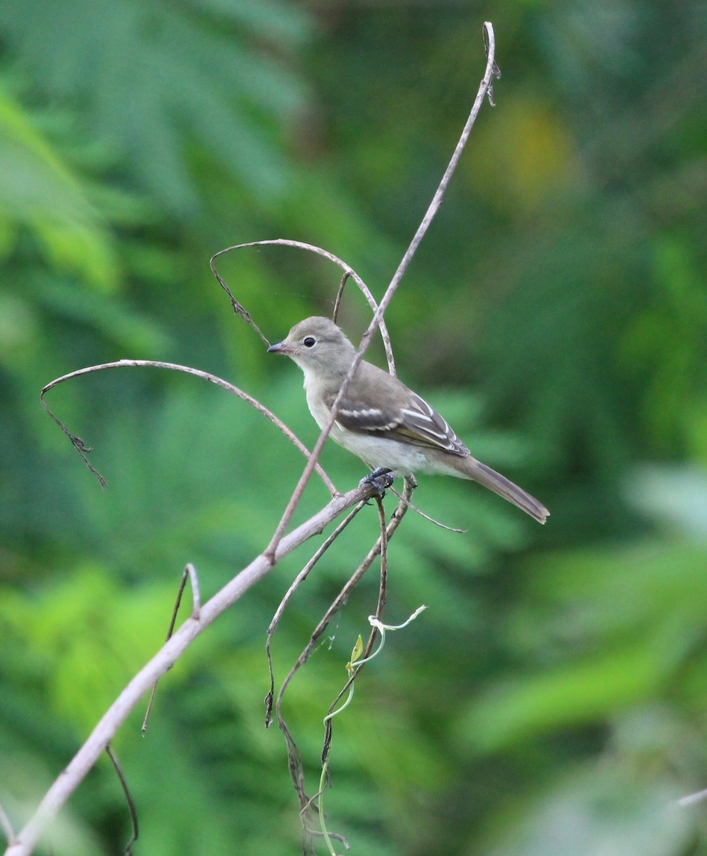 Small-billed Elaenia - ML121269611