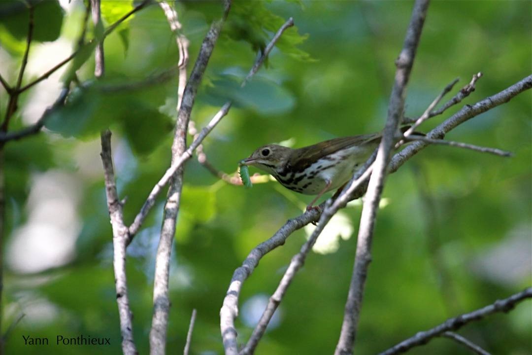 Ovenbird - ML121270251