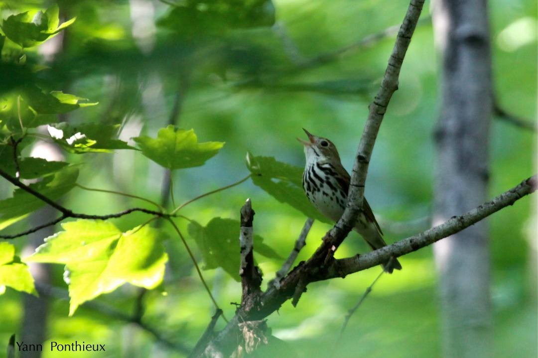 Ovenbird - ML121270271