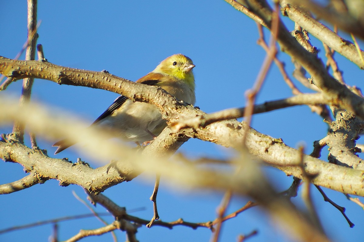 American Goldfinch - Deirdre Robinson