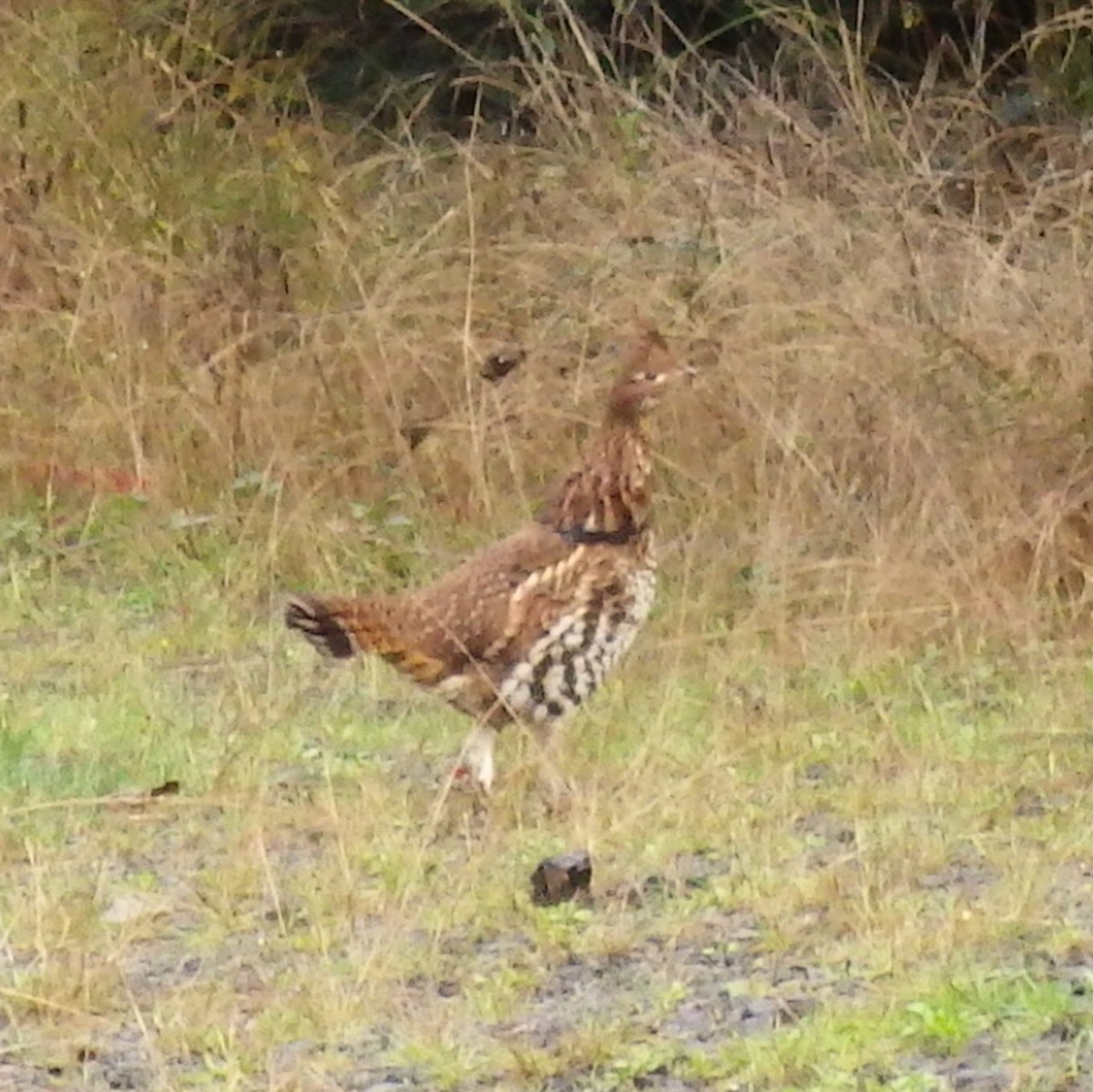 Ruffed Grouse - ML121270601