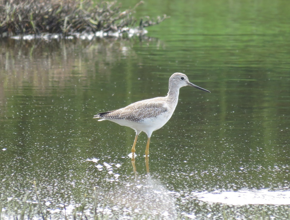 Greater Yellowlegs - ML121272241