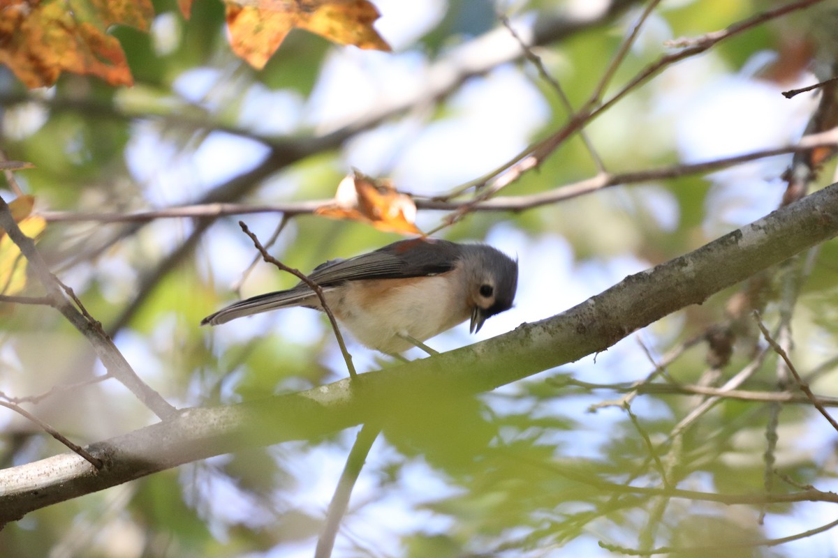 Mésange bicolore - ML121272991