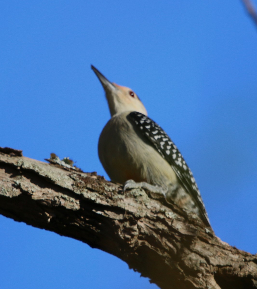 Red-bellied Woodpecker - Lori White