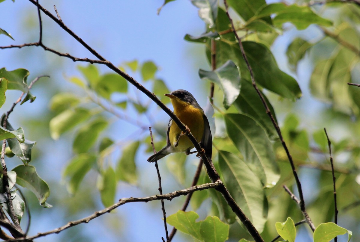 Parula Pitiayumí - ML121273871