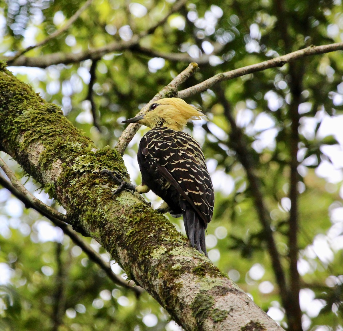 Blond-crested Woodpecker - ML121274181