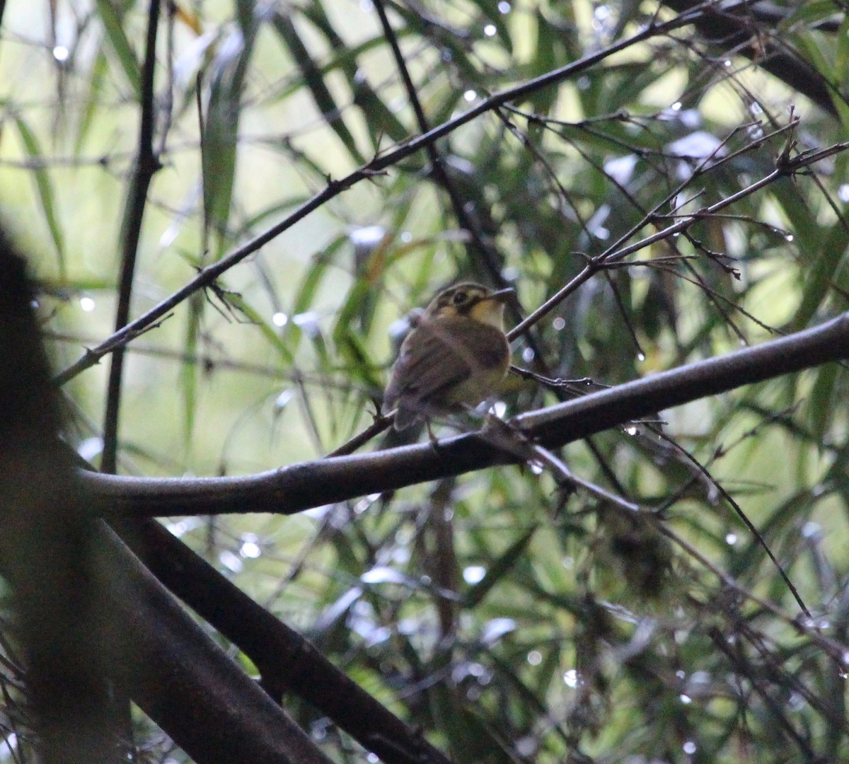 White-throated Spadebill - ML121274691