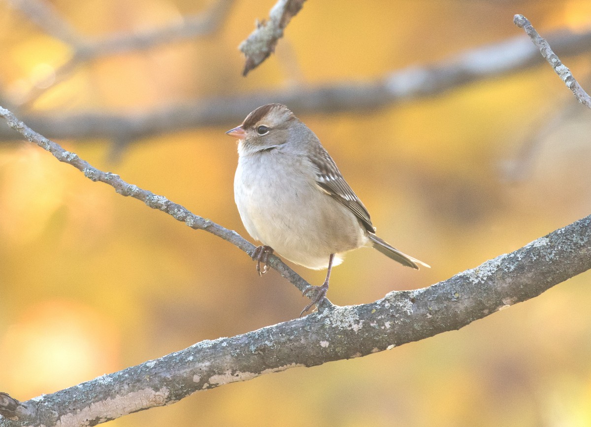 White-crowned Sparrow - ML121274831