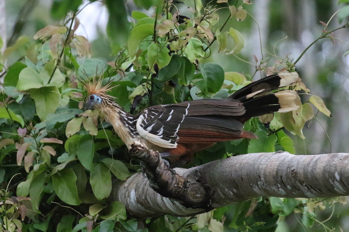 Hoatzin - ML121275711