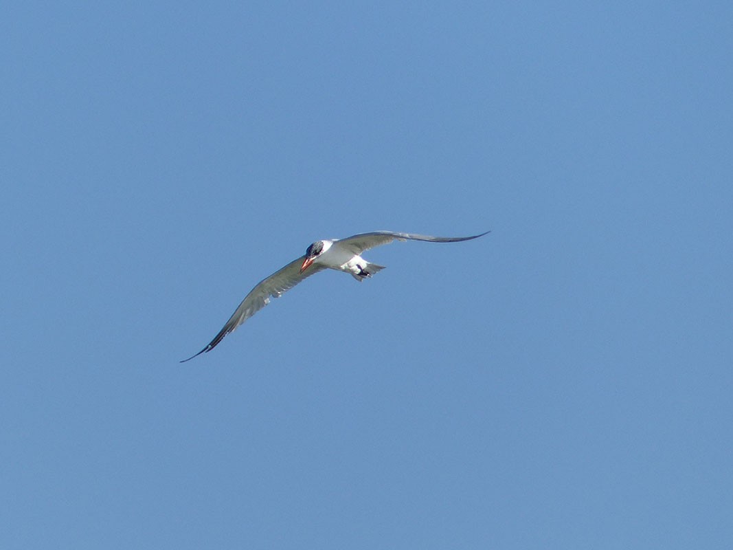 Caspian Tern - ML121276301