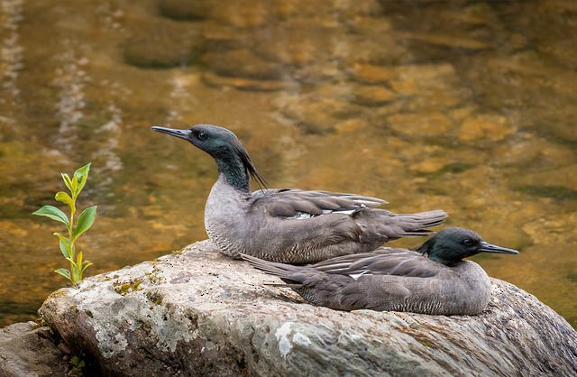 Brazilian Merganser - ML121277031