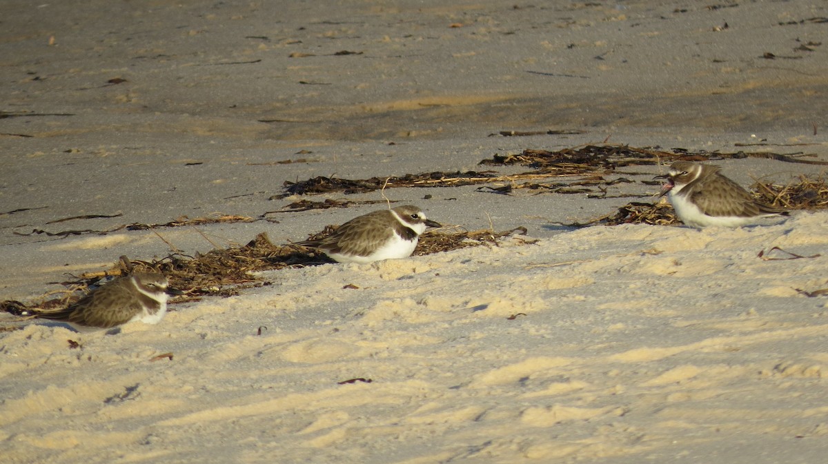 Wilson's Plover - John Murphy